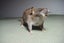 Taxidermy Rat Carousel 3