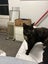 Lovely old cat looking for friendly home Carousel 5