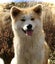 Purebred 7yo Japanese Akita Female Carousel 3