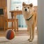 Purebred 7yo Japanese Akita Female Carousel 4