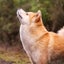 Purebred 7yo Japanese Akita Female Carousel 5