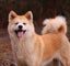 Purebred 7yo Japanese Akita Female Carousel 6