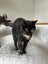 Lovely old cat looking for friendly home Carousel 1