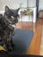 Lovely old cat looking for friendly home Carousel 2