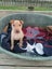 Aspen - Shar-pei x - Spot Rescue Carousel 2