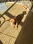 Aspen - Shar-pei x - Spot Rescue Carousel 3