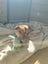Aspen - Shar-pei x - Spot Rescue Carousel 4