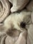 Adorable Ragdoll Kittens for Sale Carousel 7