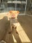 Aspen - Shar-pei x - Spot Rescue Carousel 6