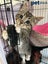 LONELY MIAOW KITTEN - JASPER Carousel 1