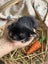 **Trained Mini Lop Bunny Rabbits & Care Package** Carousel 9