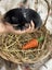 **Trained Mini Lop Bunny Rabbits & Care Package** Carousel 10