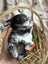 **Trained Mini Lop Bunny Rabbits & Care Package** Carousel 11