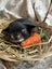 **Trained Mini Lop Bunny Rabbits & Care Package** Carousel 12