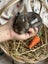 **Trained Mini Lop Bunny Rabbits & Care Package** Carousel 13