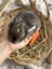 **Trained Mini Lop Bunny Rabbits & Care Package** Carousel 14