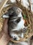 **Trained Mini Lop Bunny Rabbits & Care Package** Carousel 15