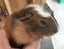 BABY GUINEA PIGS Carousel 5