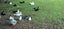 muscovy ducks/brakes Carousel 2
