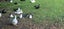 muscovy ducks/brakes Carousel 3