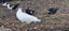 muscovy ducks/brakes Carousel 5