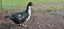 muscovy ducks/brakes Carousel 1