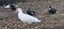 muscovy ducks/brakes Carousel 4
