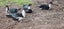 muscovy ducks/brakes Carousel 6