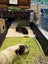 Guinea pigs Carousel 4