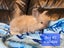 Pedigree English Angora Carousel 3