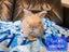Pedigree English Angora Carousel 6