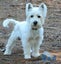 WEST HIGHLAND TERRIER X JACK RUSSELL MIX Carousel 19