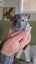two chinchilla baby boy Carousel 5