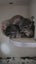 two chinchilla baby boy Carousel 4