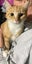 THE STREET CAT PROJECT - TAFFY - AVAILABLE FOR ADOPTION Carousel 1