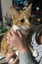 THE STREET CAT PROJECT - TAFFY - AVAILABLE FOR ADOPTION Carousel 2