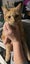 THE STREET CAT PROJECT - TIGGER - AVAILABLE FOR ADOPTION Carousel 2