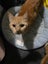 THE STREET CAT PROJECT - TIGGER - AVAILABLE FOR ADOPTION Carousel 3