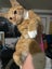 THE STREET CAT PROJECT - TIGGER - AVAILABLE FOR ADOPTION Carousel 4