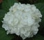 Hydrangea Le Cygne The Swan white beautiful pearl white mophead Carousel 1