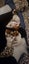 jack russell puppies Carousel 9