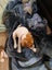 jack russell puppies Carousel 12