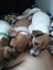 jack russell puppies Carousel 10
