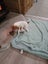 jack russell puppies Carousel 11