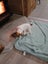 jack russell puppies Carousel 13