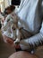 jack russell puppies Carousel 15