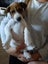 jack russell puppies Carousel 14