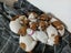 jack russell puppies Carousel 16