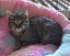 Gabe male 16 wks old - Cat Care Rangiora Carousel 1