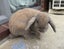 Bunny mini lop Carousel 2